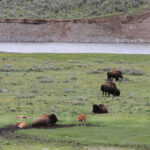 Yellowstone the babysitter img 8893