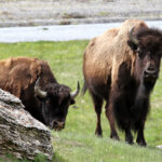 Yellowstone the young bulls9111