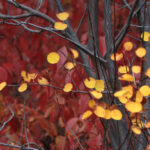 yellow and red at almont1918