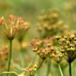 contrasted img 0997