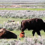 a time of calving jun 2026 yellowstone 2943
