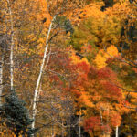all the colors and more 2327