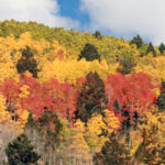bright hillside 2316