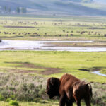 buffalo bull with background dodged 3092