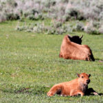 buffalo and calf jun 2026 yellowstone 2935