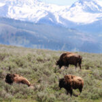 buffalo group cropped jun 2026 3006