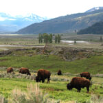 buffalo with mts brightened3076