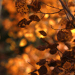 coming out of the dark 2272