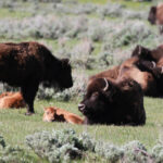 mamas and babies buffalo cropped jun 2026 2948