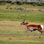 pronghorn being chased by coyote pack 3061