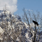 raven speaks grand tetons 9974